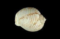 藏品(中華鶉螺)的圖片